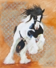 Gypsy Vanner 1