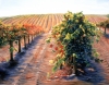 After the Harvest